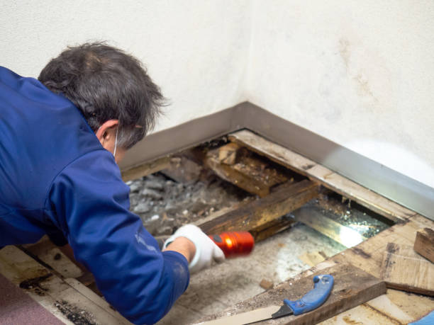 Best Affordable Mold Removal  in Cloverdale, VA