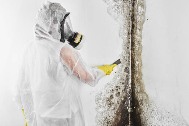 Best Commercial Mold Removal  in Cloverdale, VA