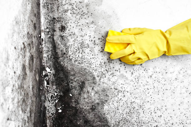 Best Mold Removal Company Near Me  in Cloverdale, VA