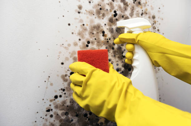 Certified Mold Removal in Cloverdale, VA