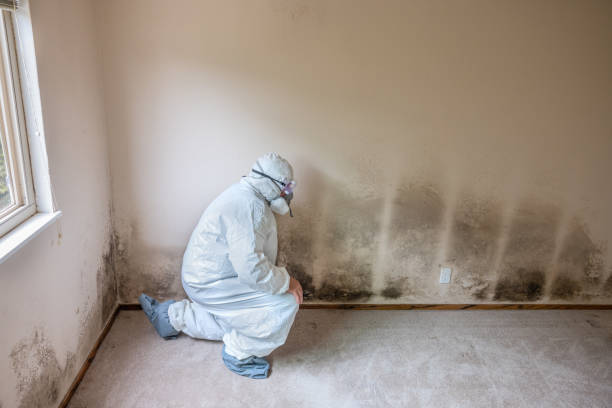 Best Certified Mold Removal  in Cloverdale, VA