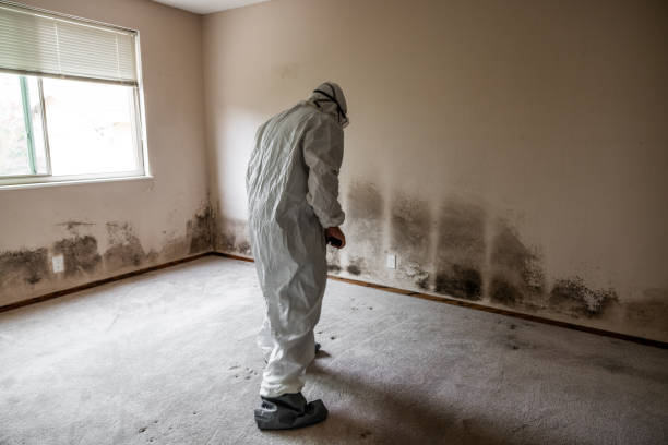Best Best Mold Removal Companies  in Cloverdale, VA