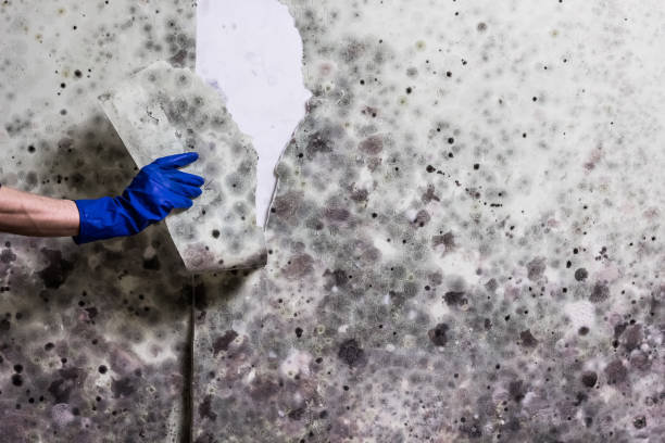 Best Office Mold Removal Services  in Cloverdale, VA