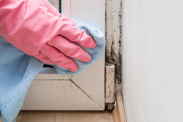 Best Mold Testing  in Cloverdale, VA